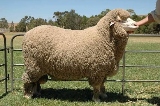 Merino Sheep
